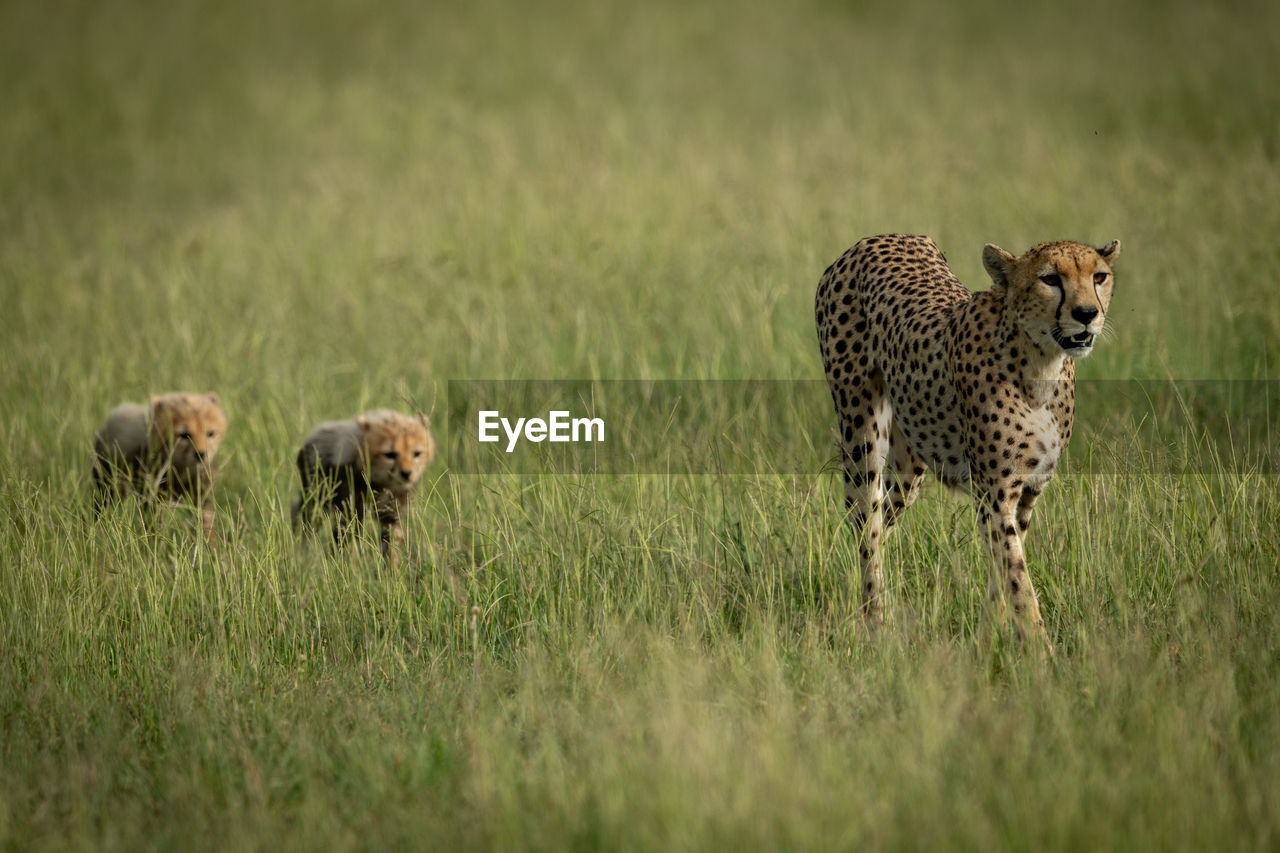 Cheetah family walking on field