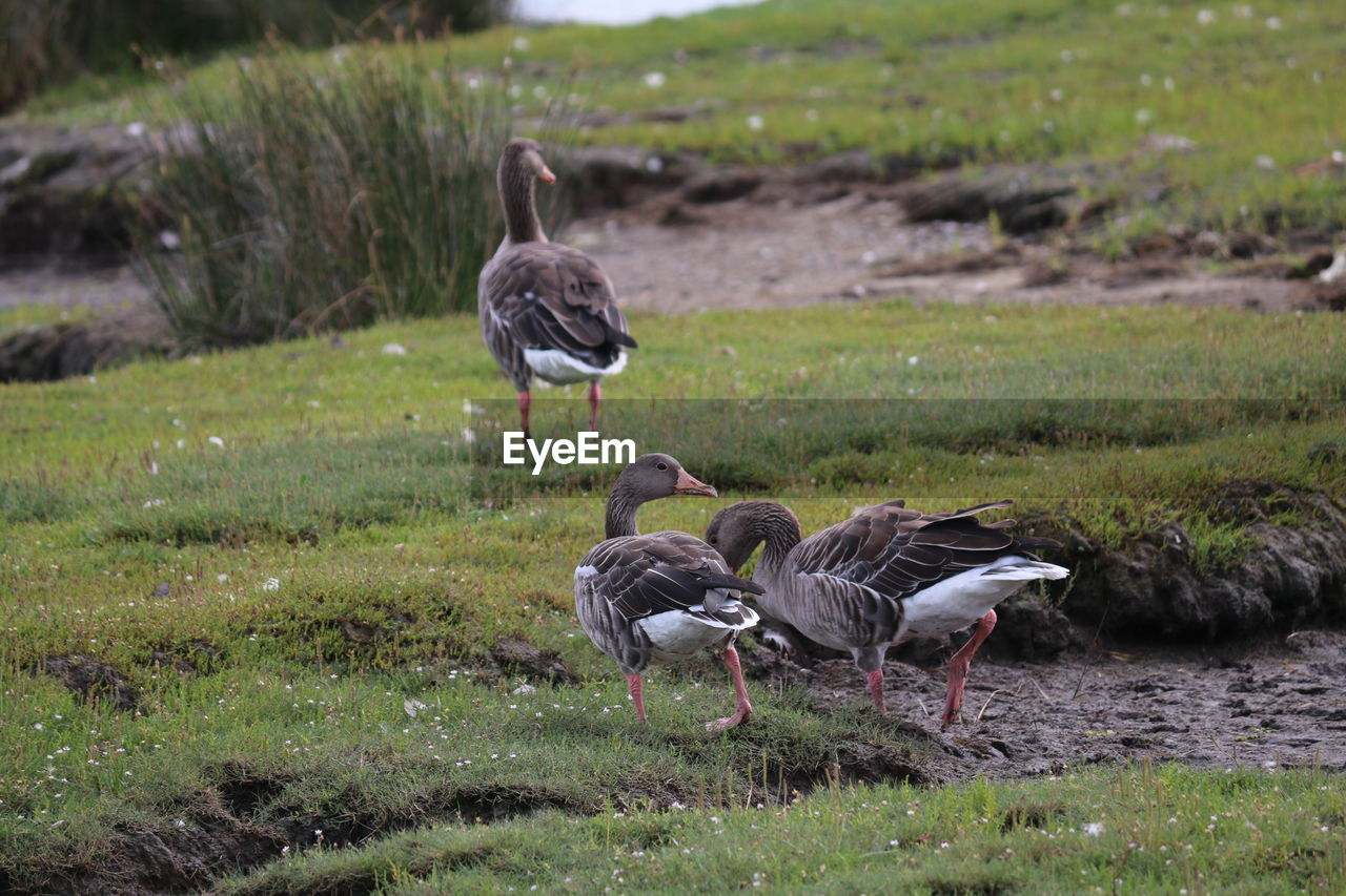 BIRDS ON FIELD