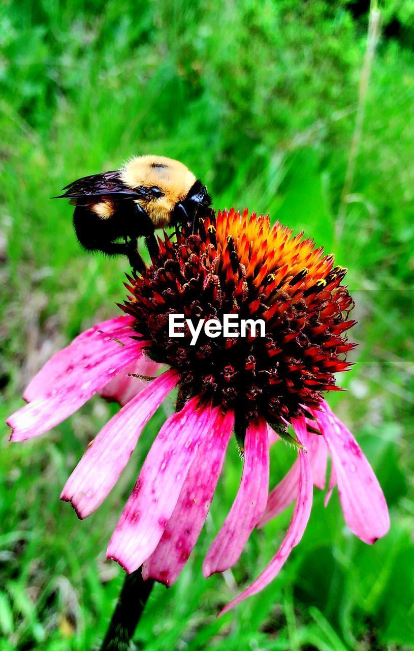 Close-up of honey bee on coneflower