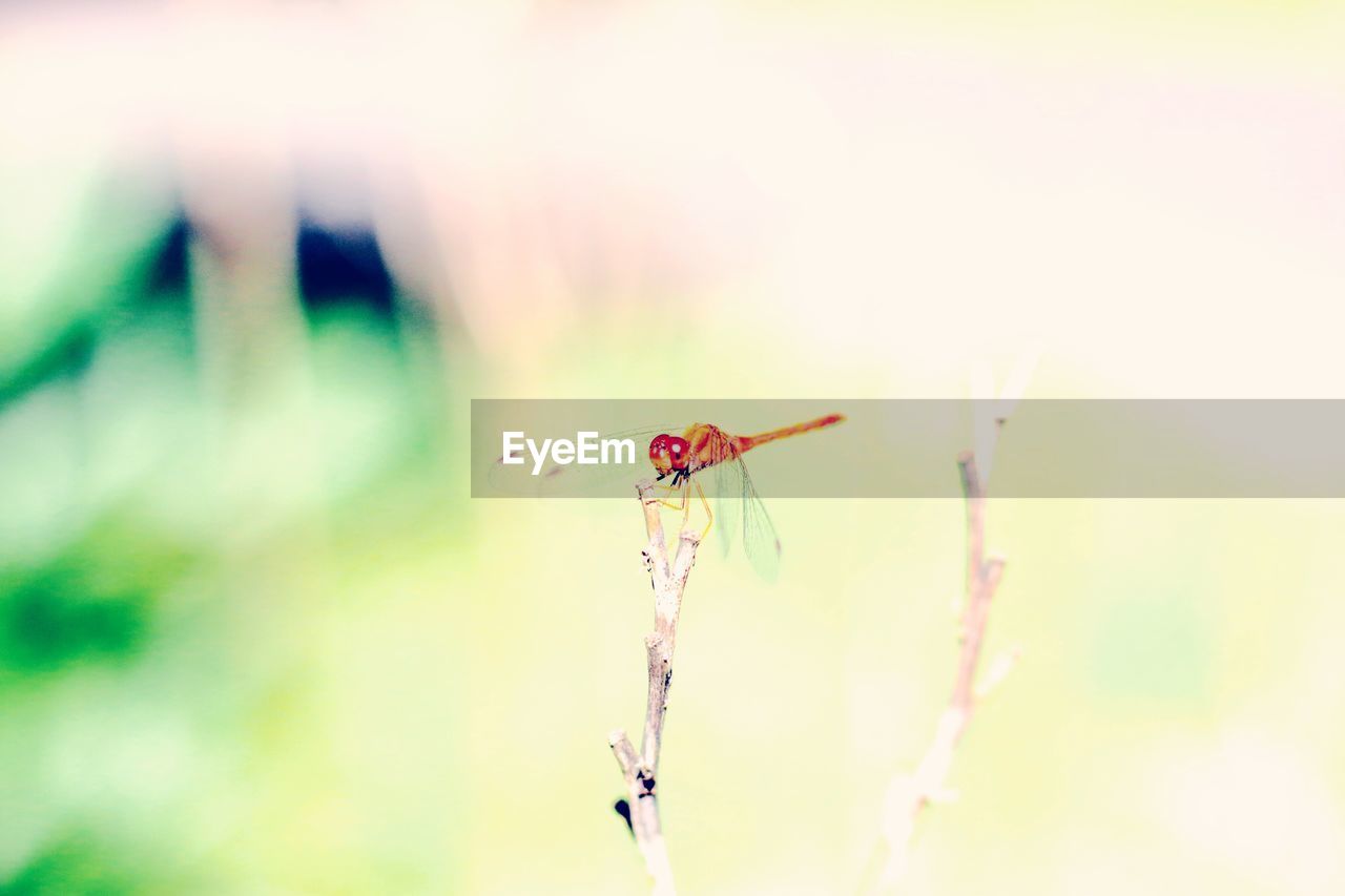 DRAGONFLY ON PLANT