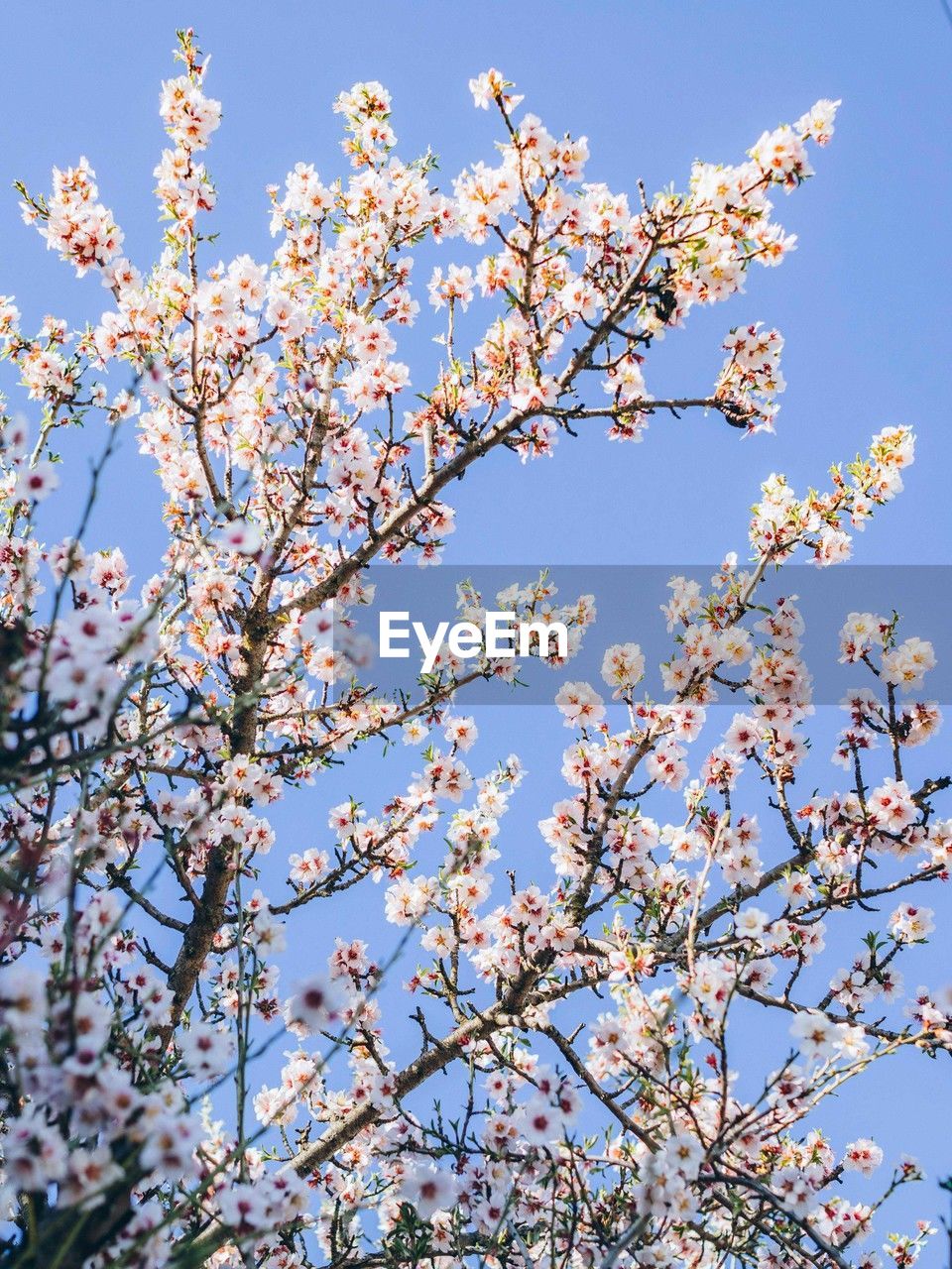 plant, flower, tree, flowering plant, blossom, beauty in nature, growth, springtime, freshness, sky, branch, fragility, nature, low angle view, no people, clear sky, blue, day, spring, cherry blossom, pink, outdoors, fruit tree, botany, produce, sunlight, food and drink