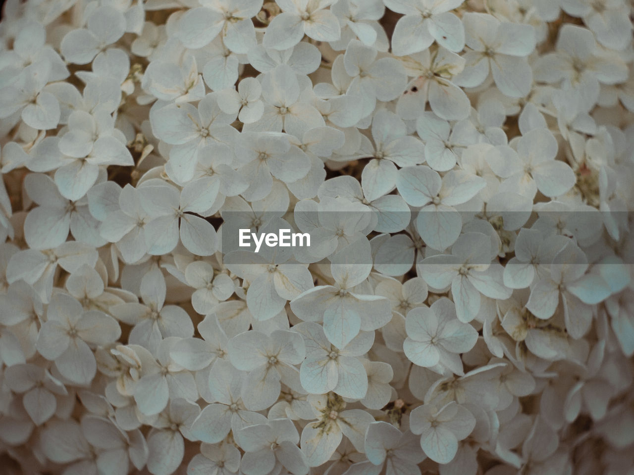 Full frame shot of white flowering plant