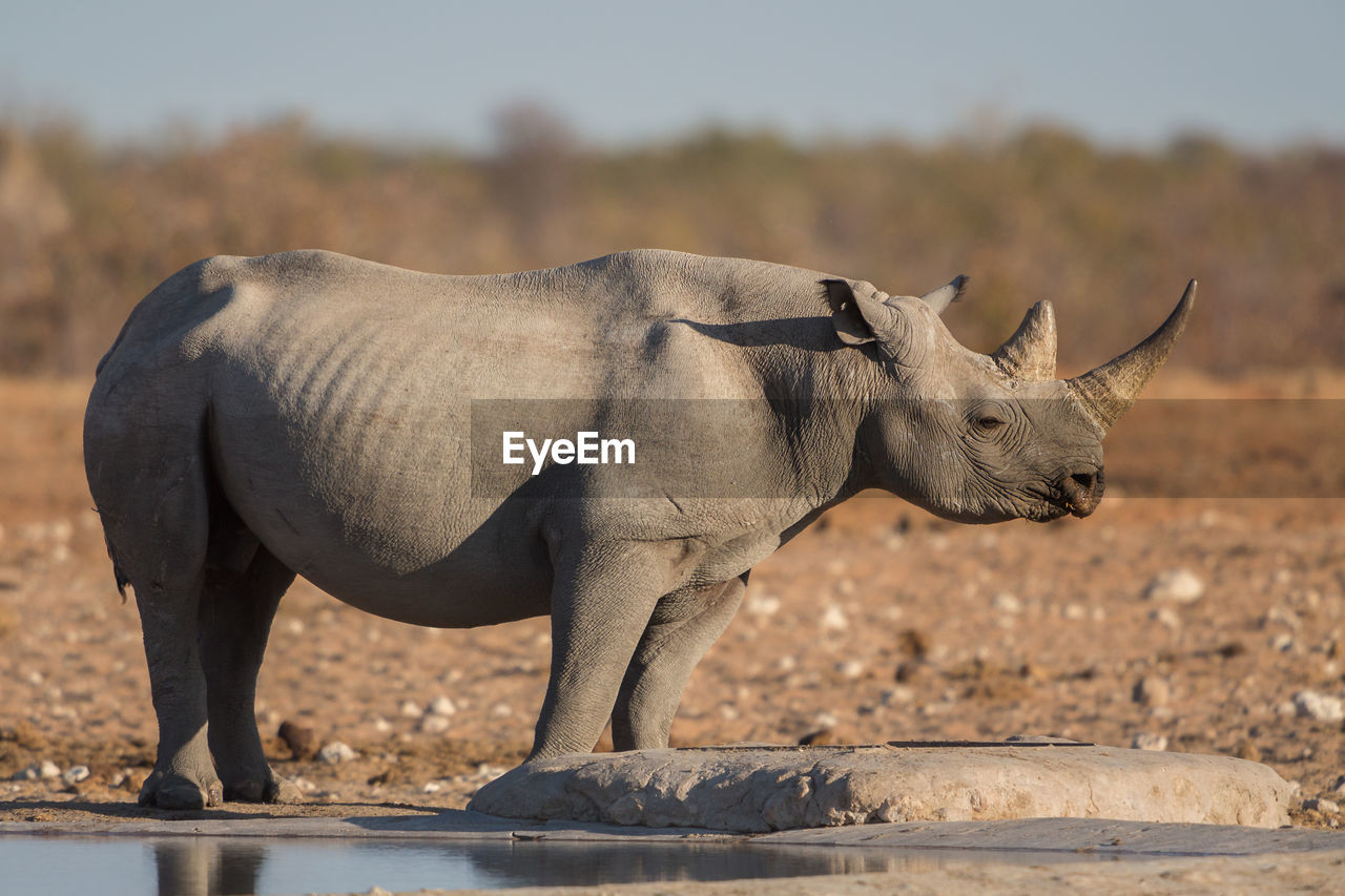 Side view of rhinoceros standing by lake