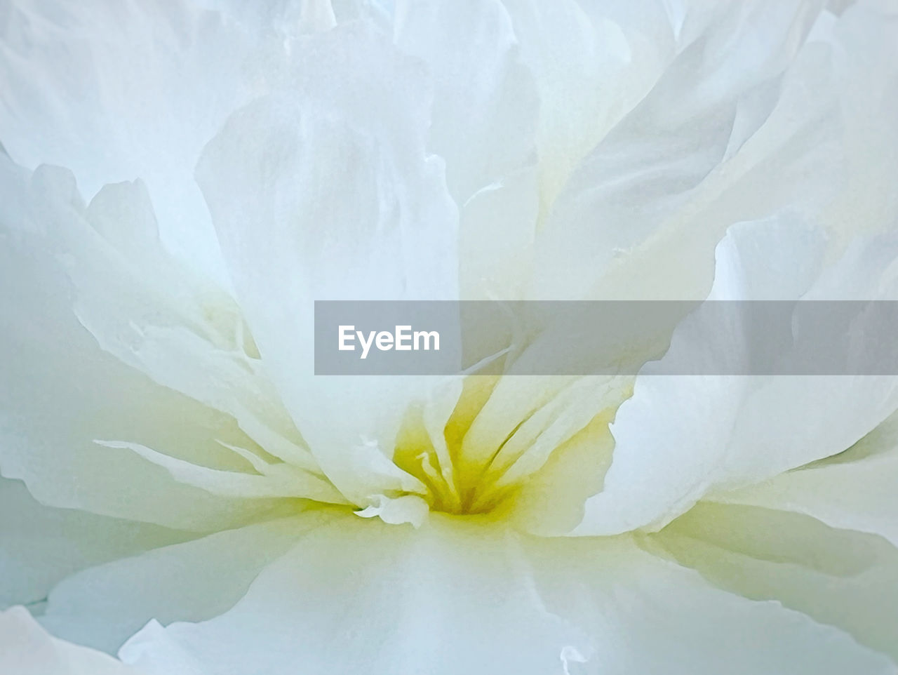 flower, white, plant, freshness, flowering plant, beauty in nature, close-up, nature, petal, fragility, no people, inflorescence, flower head, yellow, growth, backgrounds, blossom, leaf, water, outdoors, extreme close-up, full frame, macro, plant part, softness, springtime, botany