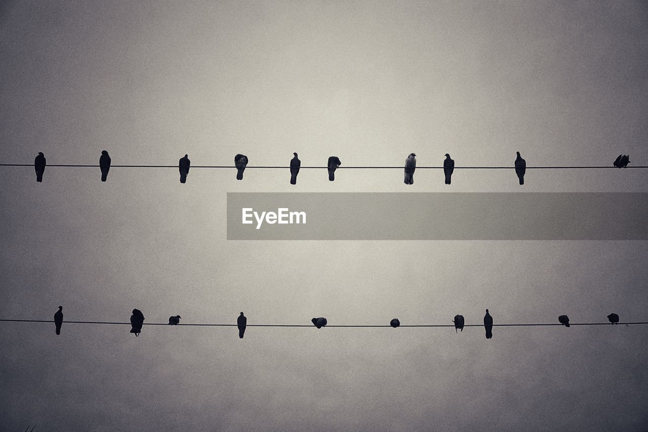 Low angle view of birds perching on power lines