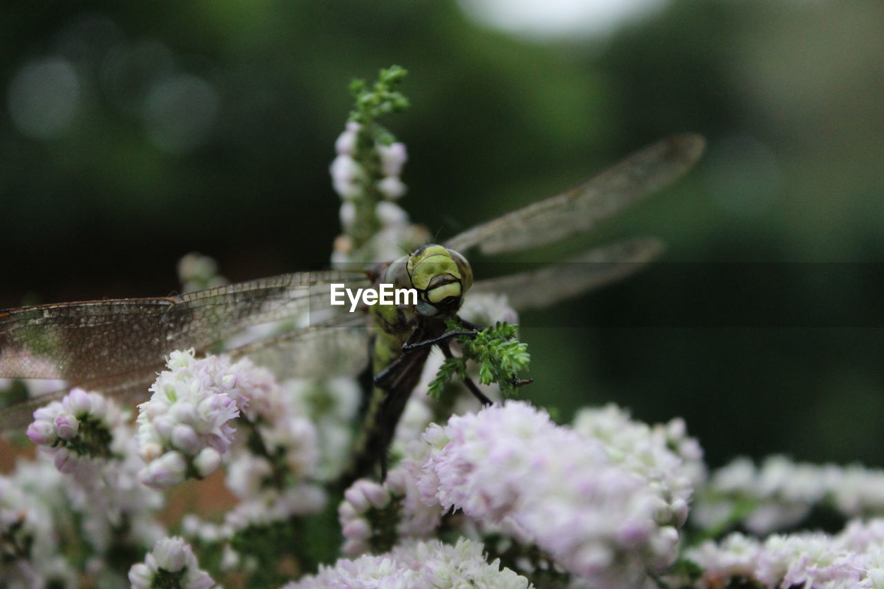 Close-up of dragonfly on purple flower buds