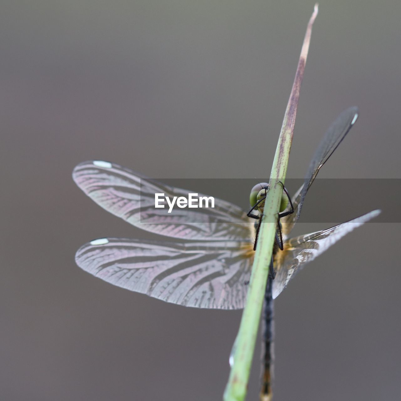 CLOSE-UP OF DRAGONFLY ON PLANT TWIG