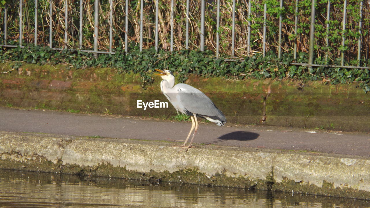 VIEW OF BIRDS IN WATER