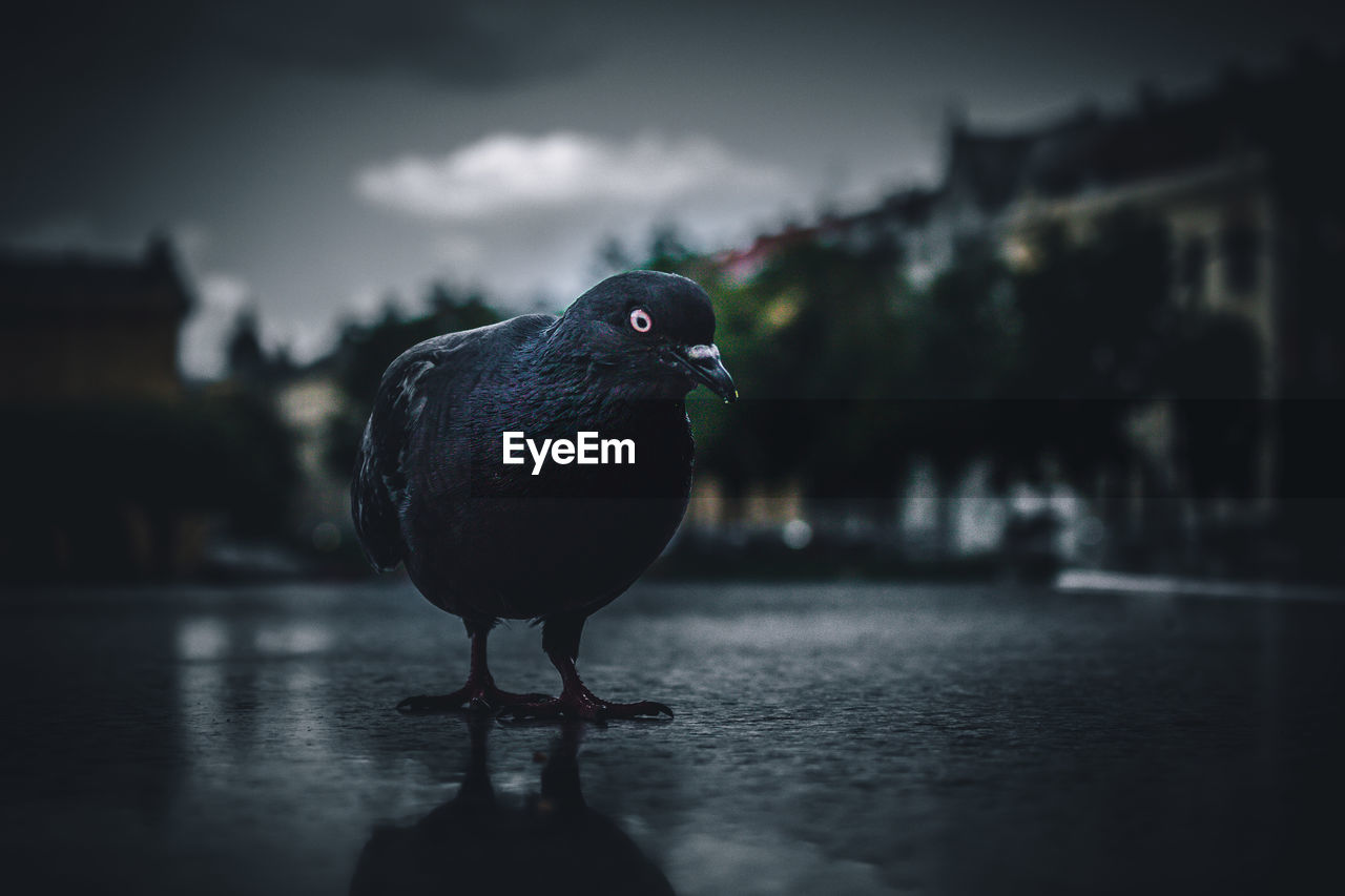 Close-up of bird perching in a city