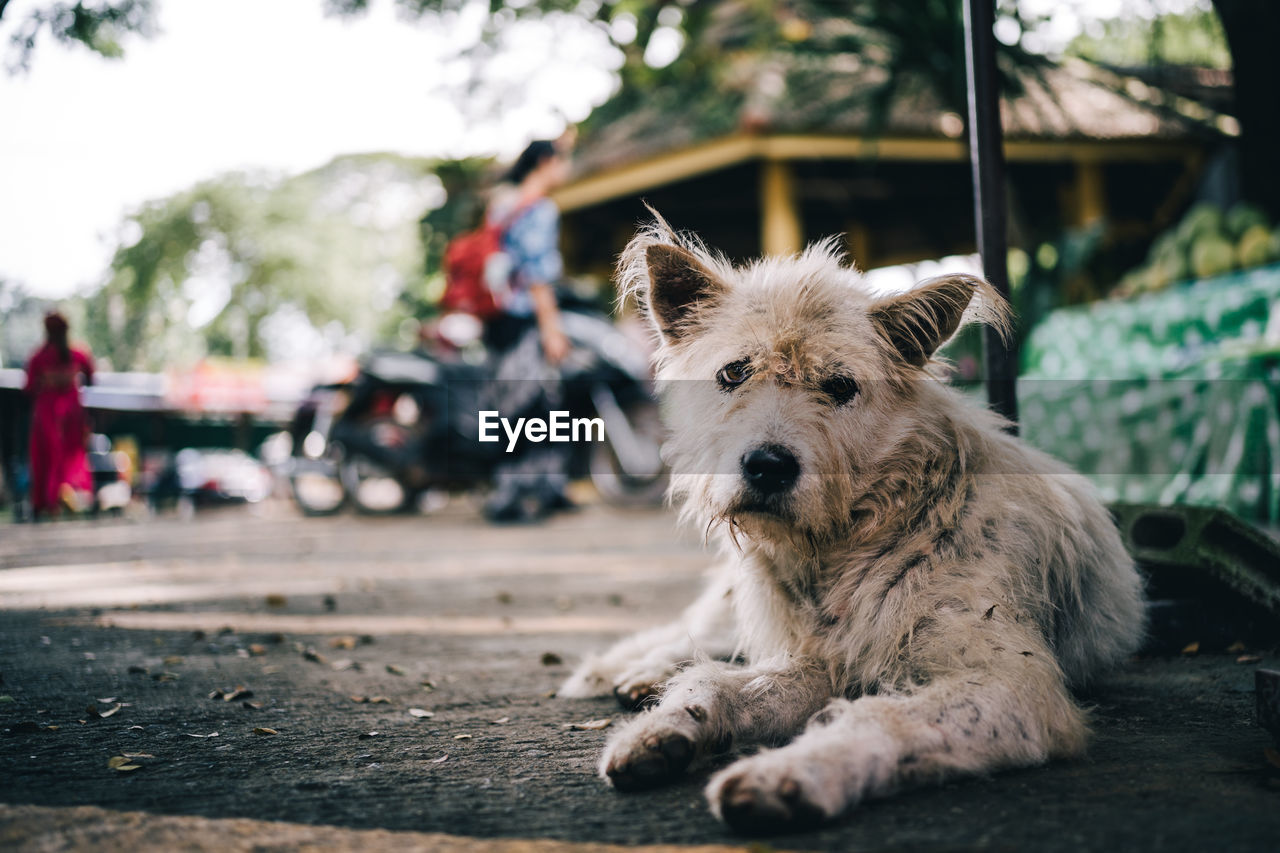 PORTRAIT OF DOG SITTING ON FLOOR