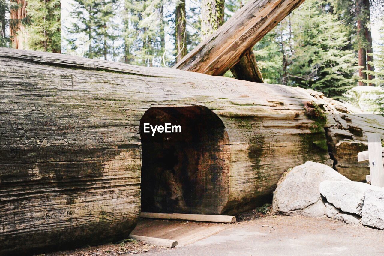 Close-up of tree trunk in forest