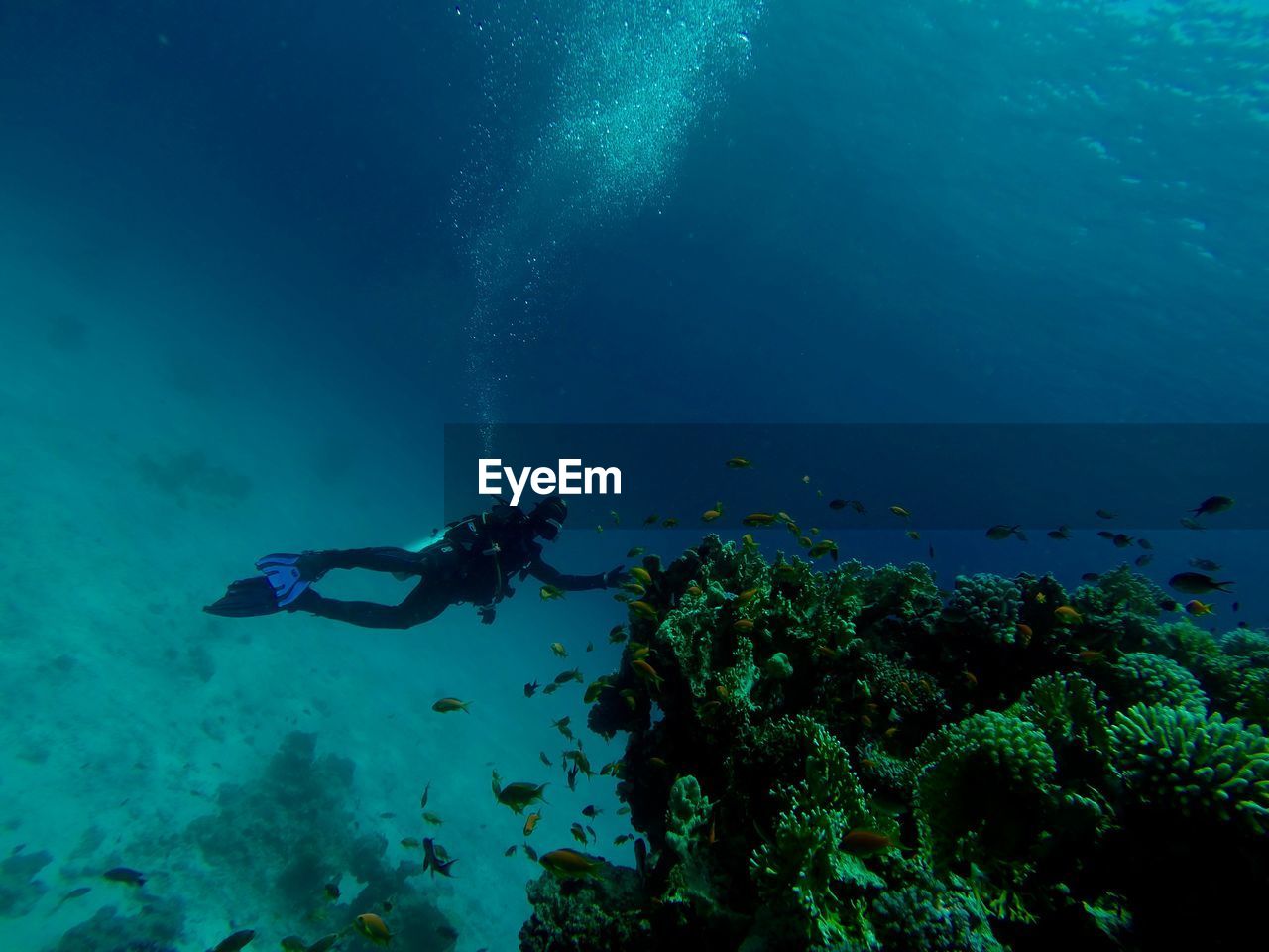 Man diving in sea