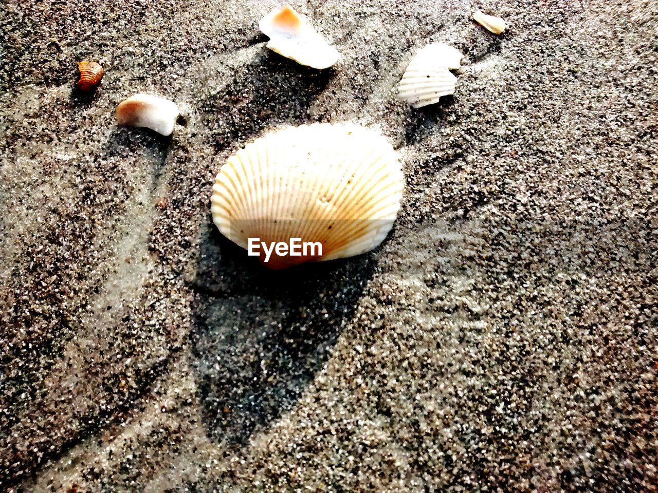 Seashells on beach