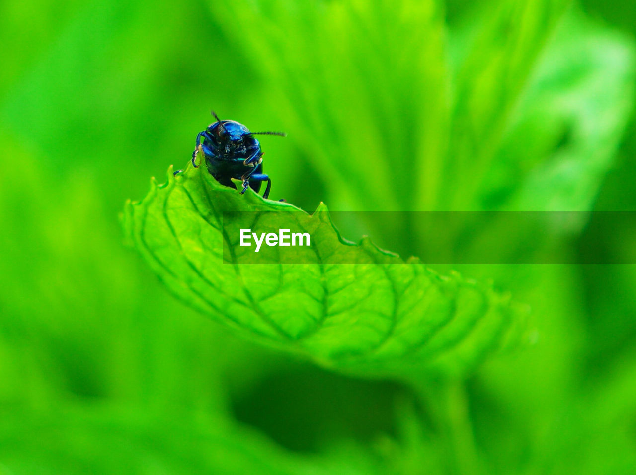 CLOSE-UP OF LADYBUG ON LEAF