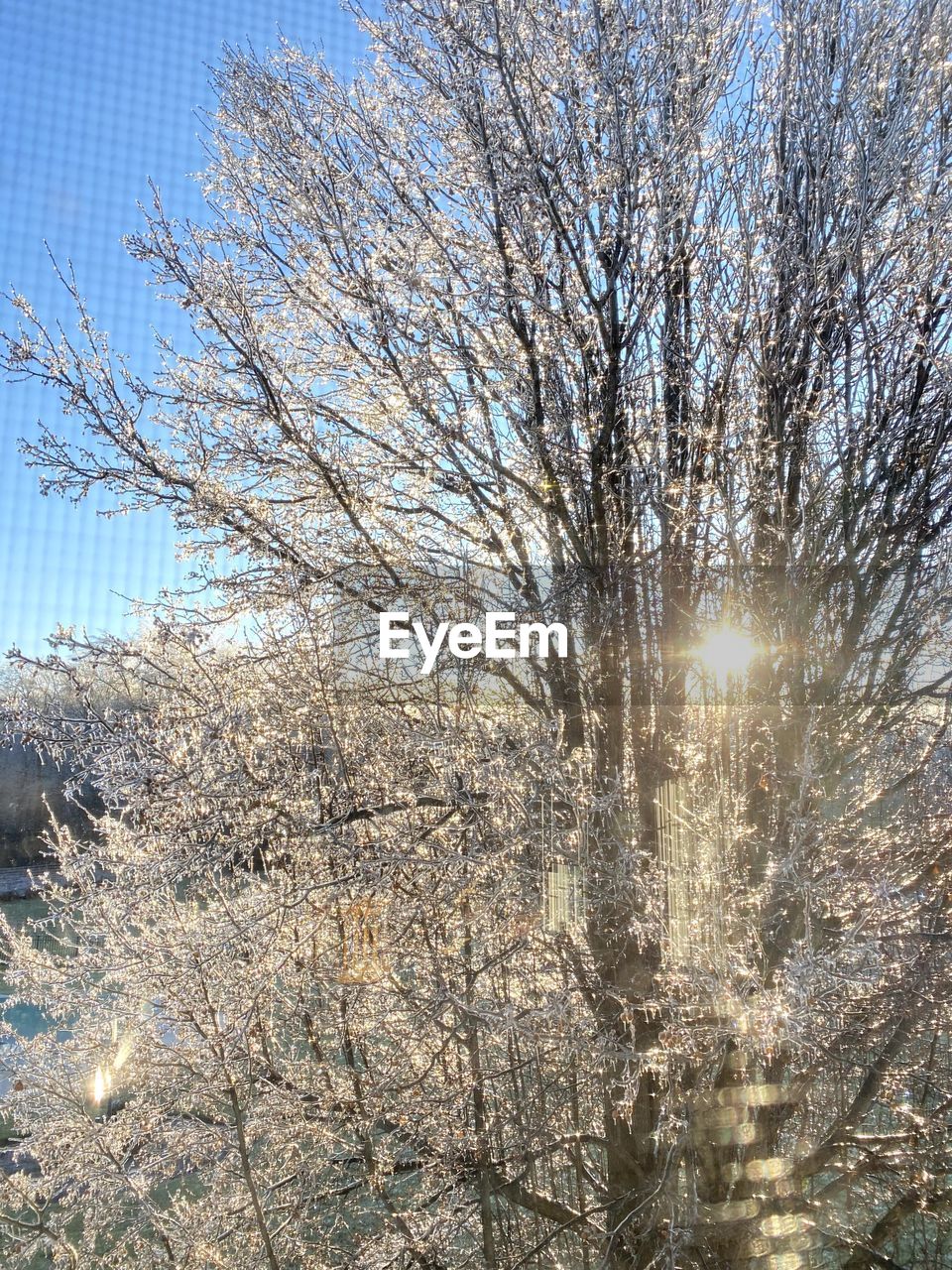 LOW ANGLE VIEW OF BARE TREES AGAINST SKY