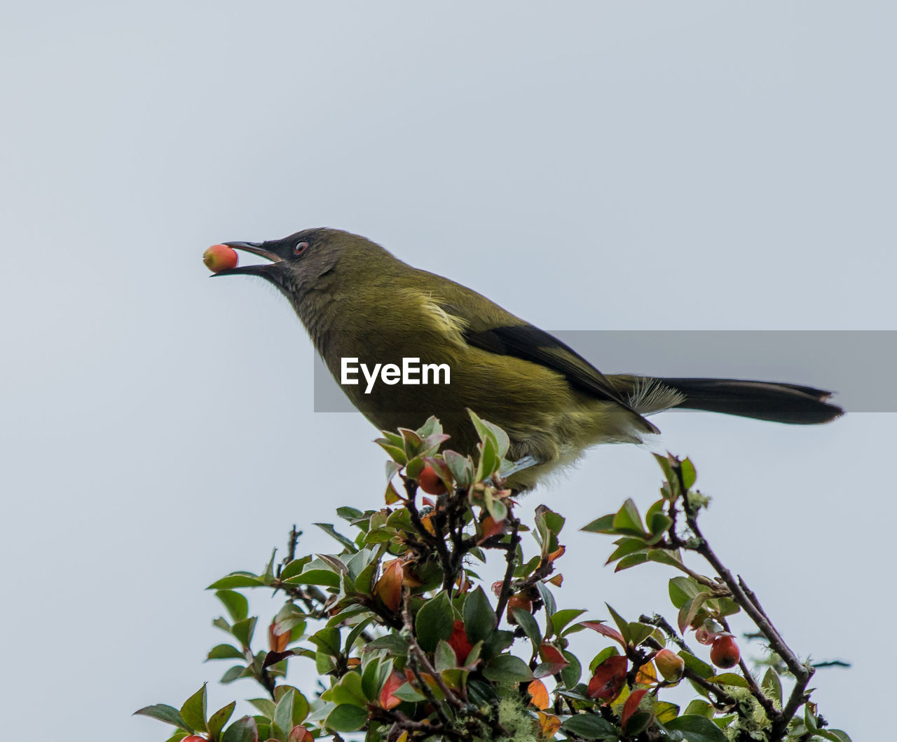 Low angle view of bird perching on tree against clear sky