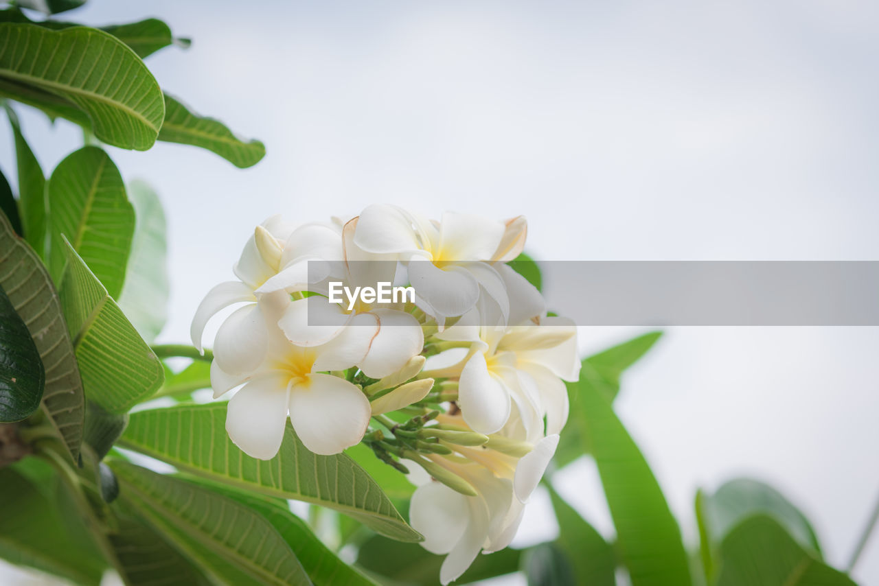 CLOSE-UP OF WHITE FLOWERING PLANT