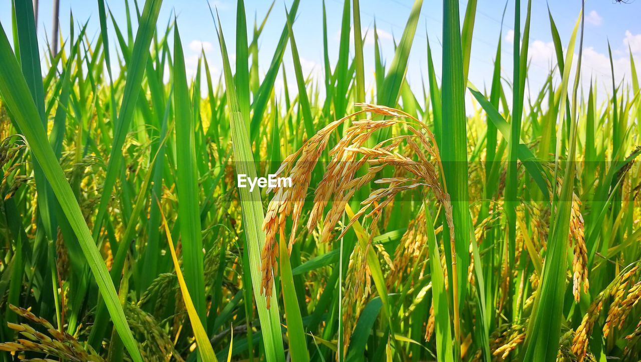 Close-up of wheat growing on field against sky