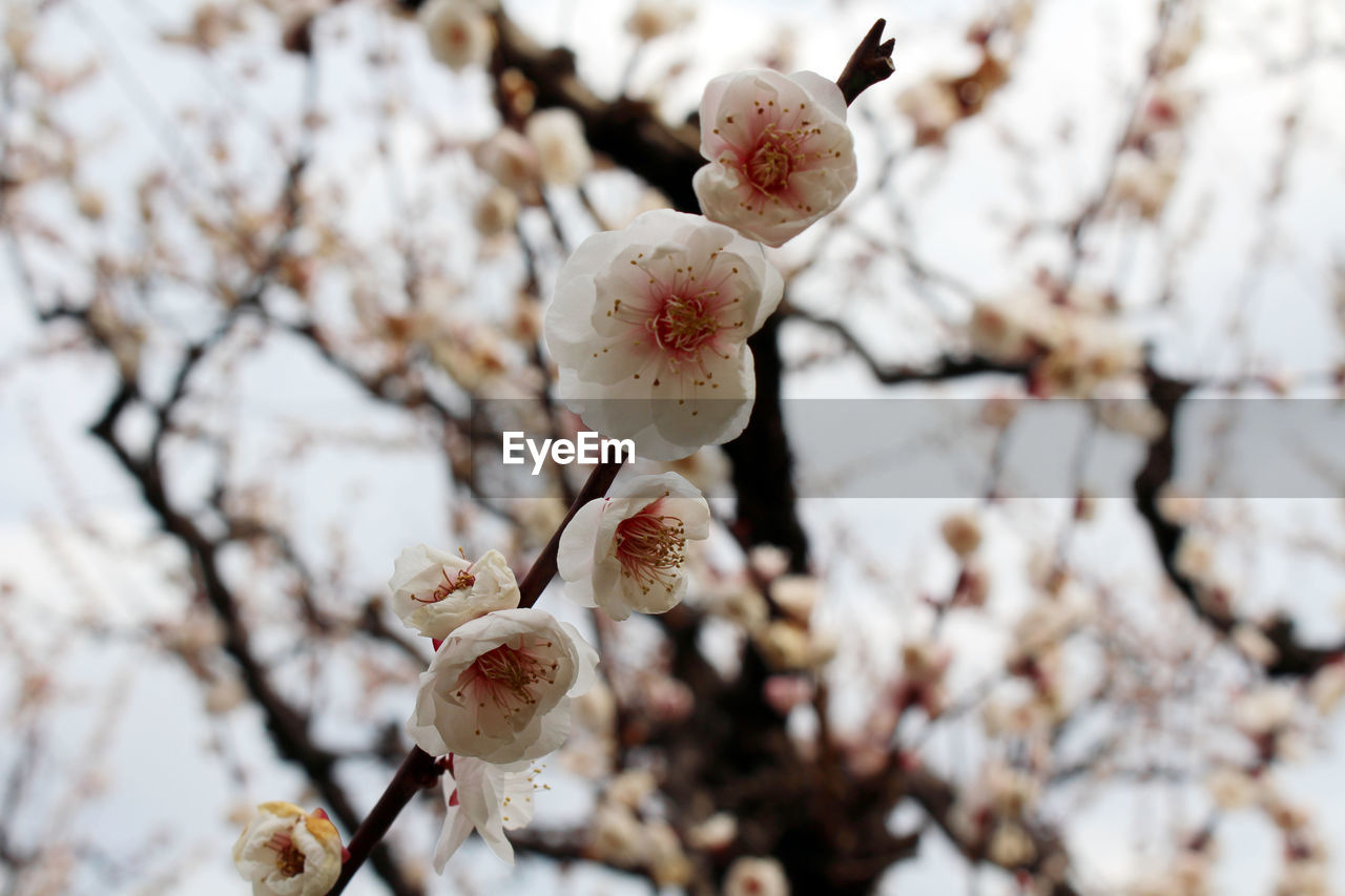 CLOSE-UP OF WHITE CHERRY BLOSSOM
