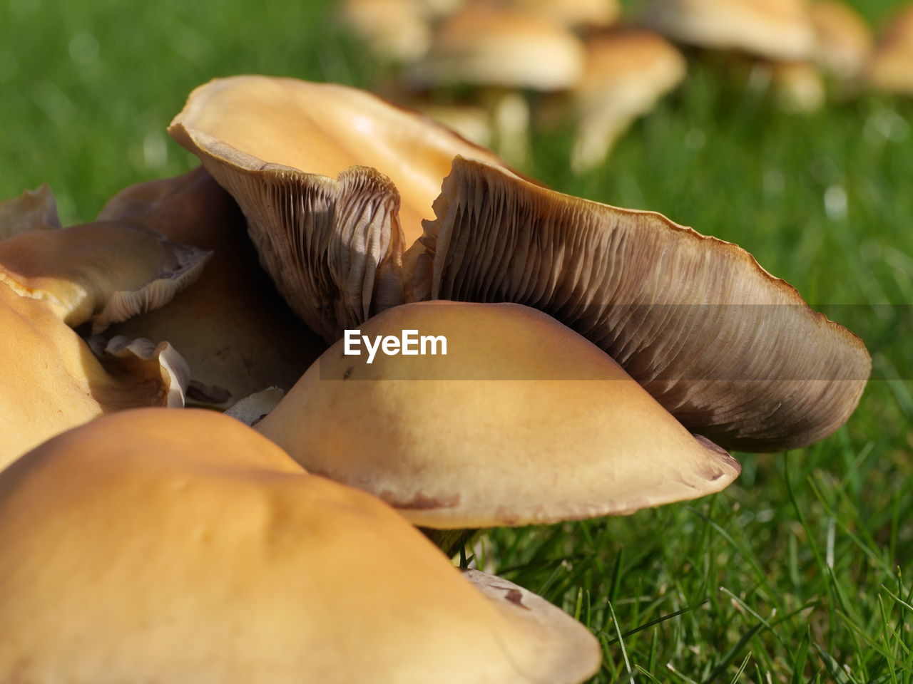 Close-up of mushrooms growing on grassy field