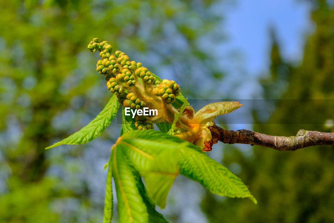 Chestnut blossom and chestnut leaves in front of blue background