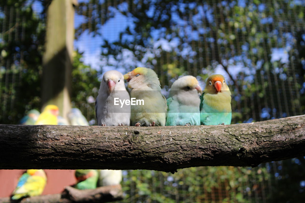 Flock of birds perching on branch