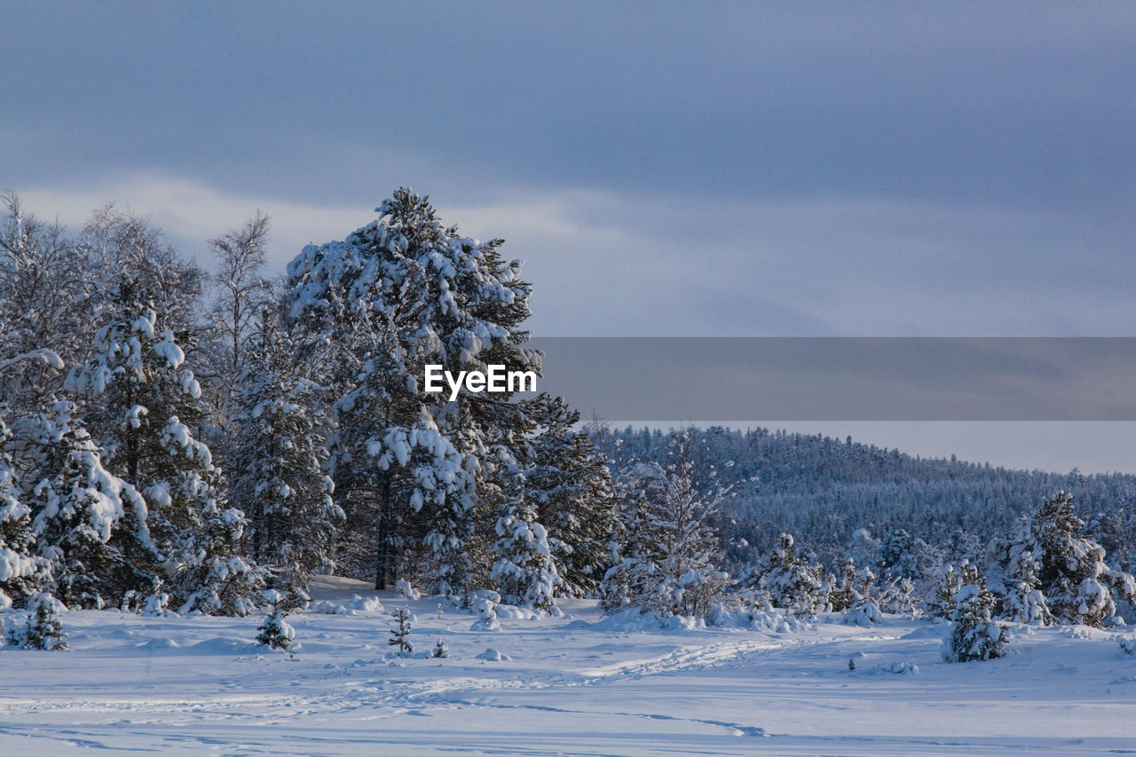 Trees on snow covered land against sky