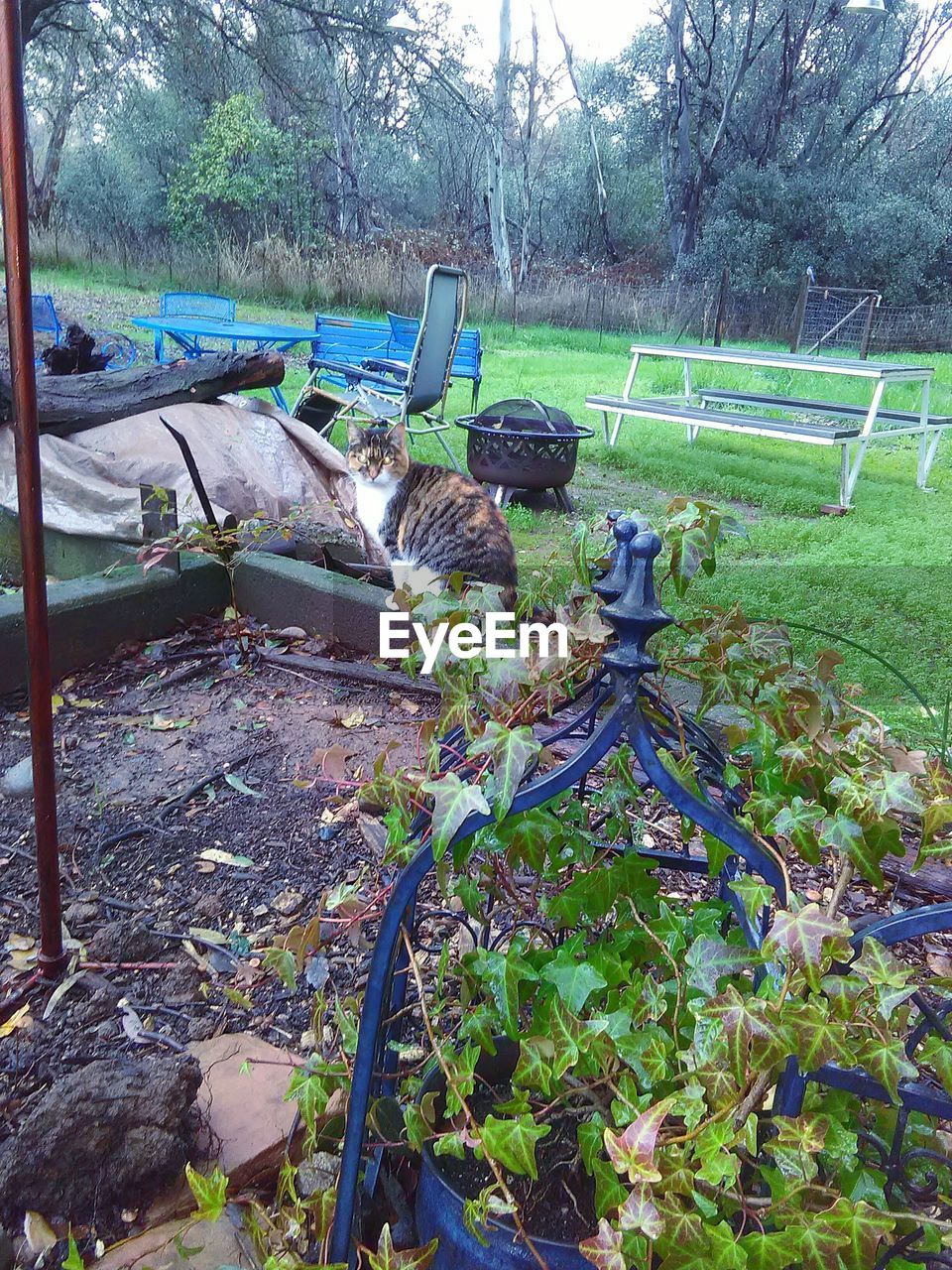 TREES GROWING IN YARD