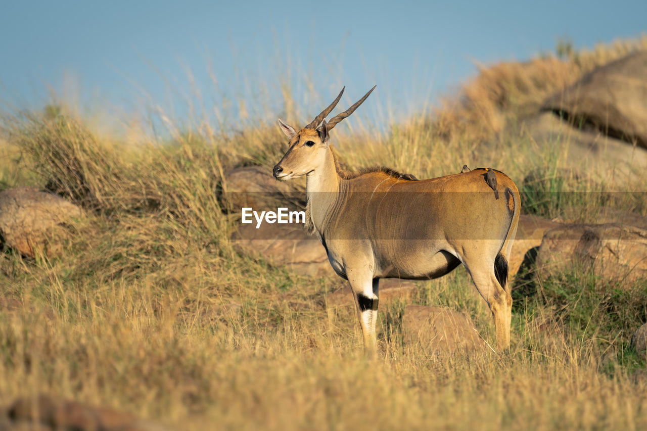 side view of deer on field