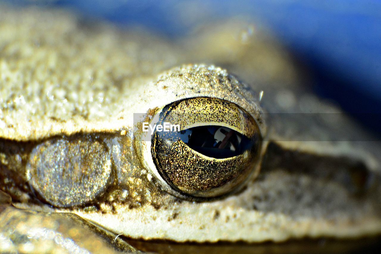 Close-up of frog eye