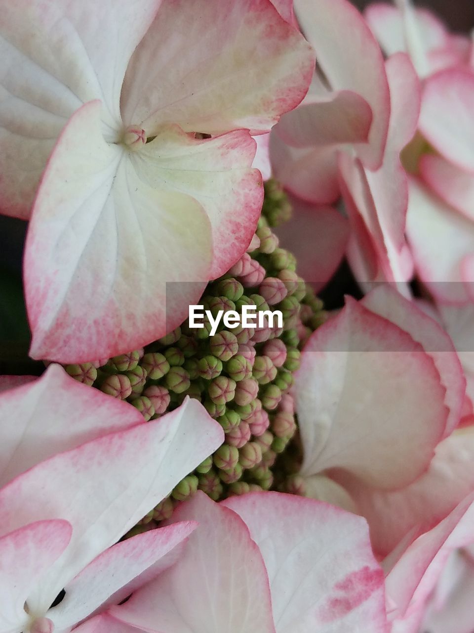 Full frame shot of pink flowering plant