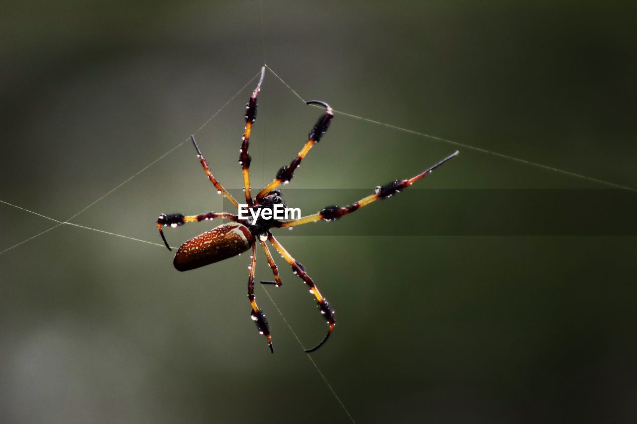 Close-up of spider on web