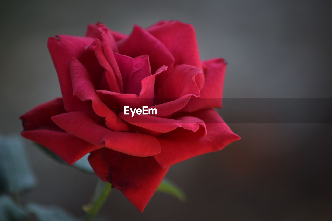 CLOSE-UP OF RED FLOWER BLOOMING INDOORS