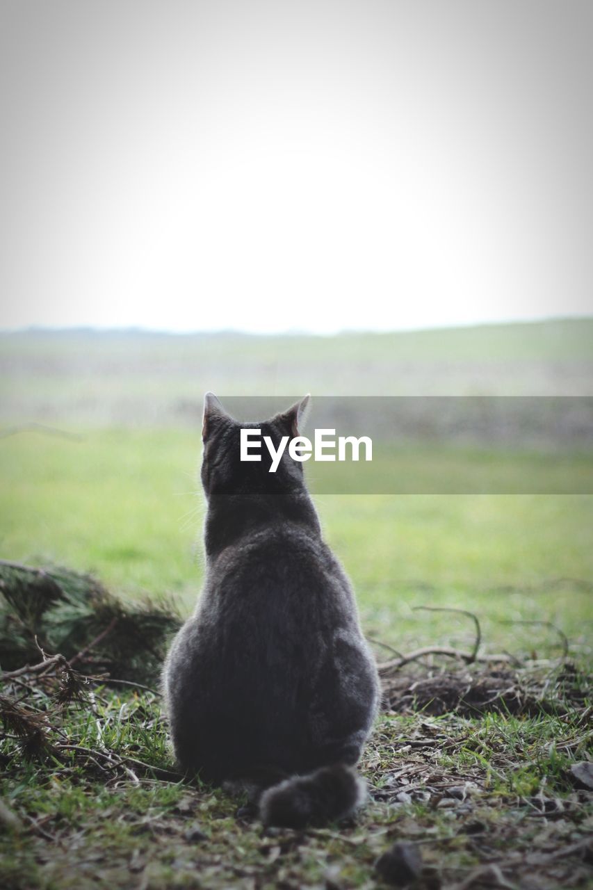 Rear view of cat relaxing on grassy field