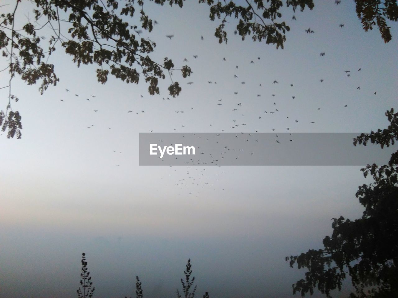 LOW ANGLE VIEW OF BIRD FLYING AGAINST SKY