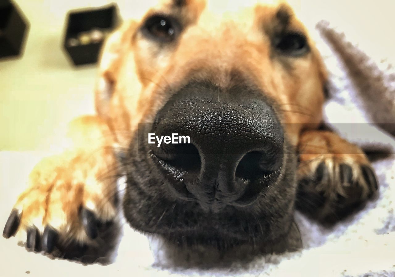 CLOSE-UP PORTRAIT OF DOG RELAXING ON SOFA AT HOME