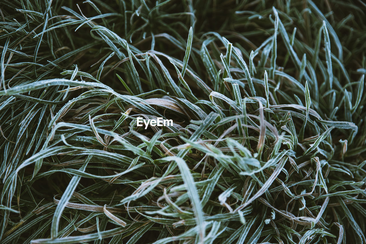 Full frame shot of frozen grass on field