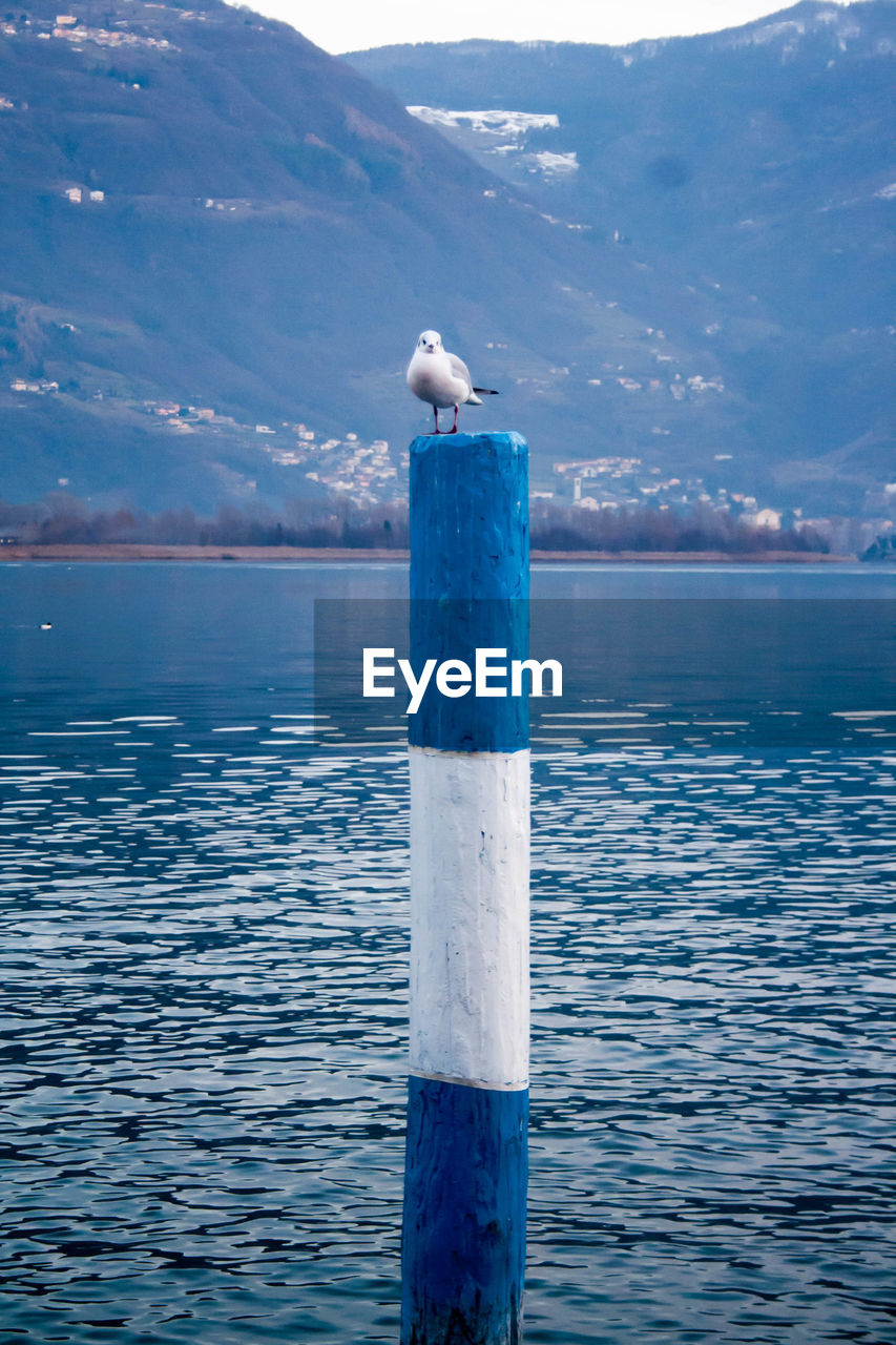 Bird perching on blue sea against sky