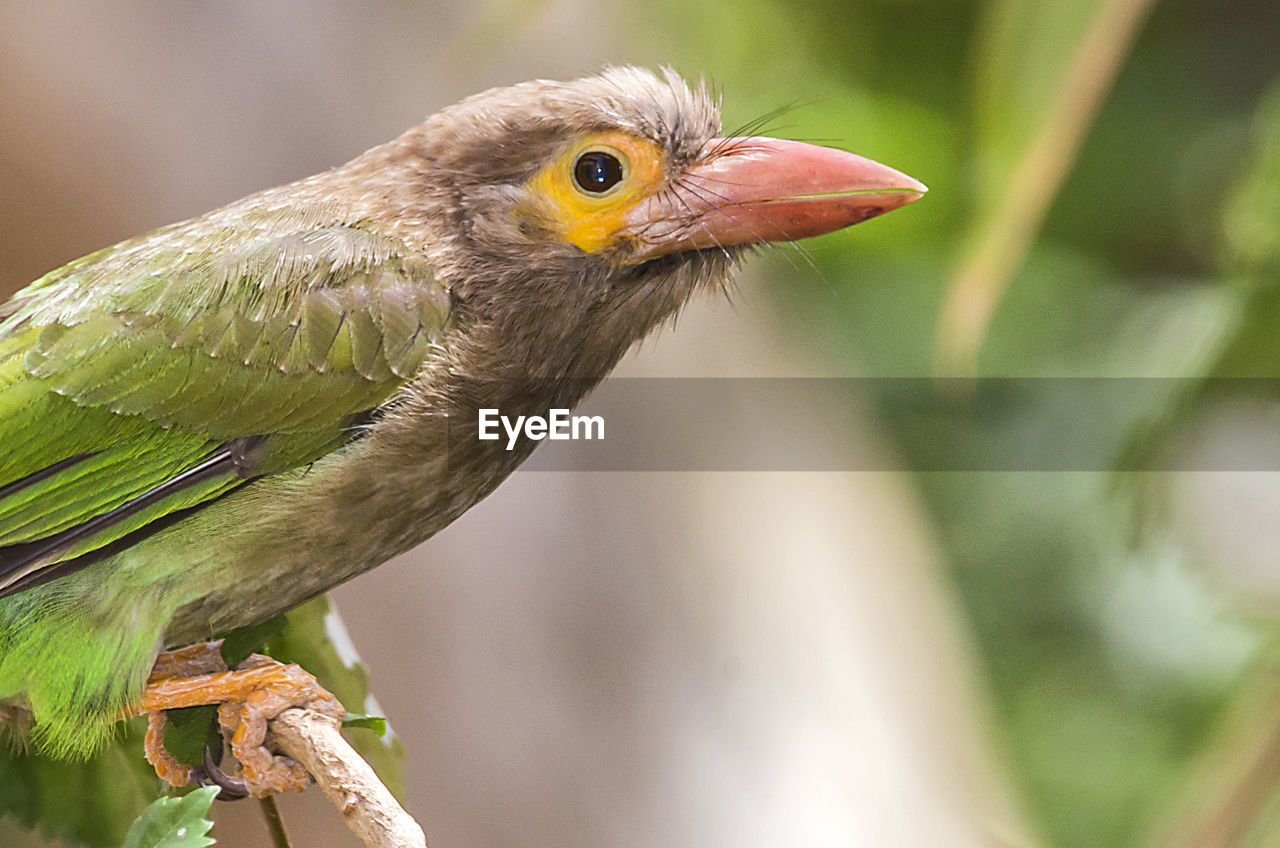 CLOSE-UP OF BIRD PERCHING ON BRANCH