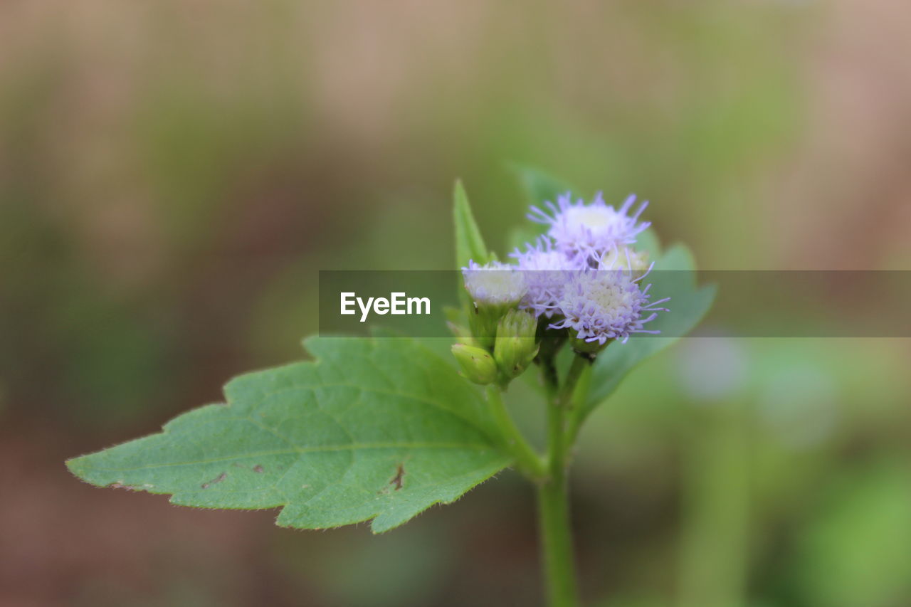 CLOSE-UP OF PURPLE FLOWER