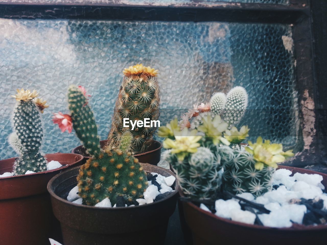 Close-up of potted cactuses 