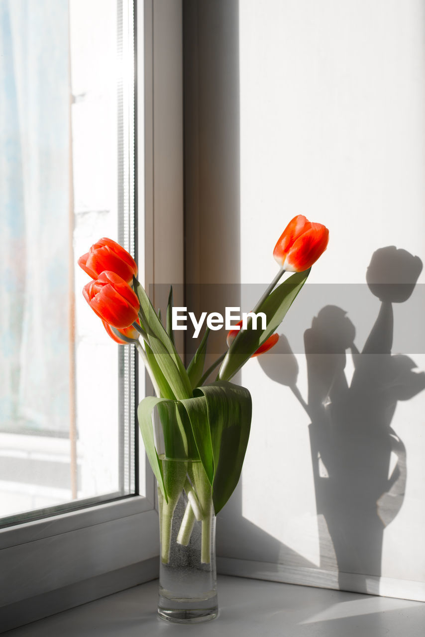 Bouquet of red tulips in a vase standing on the windowsill by the window. vertical photo