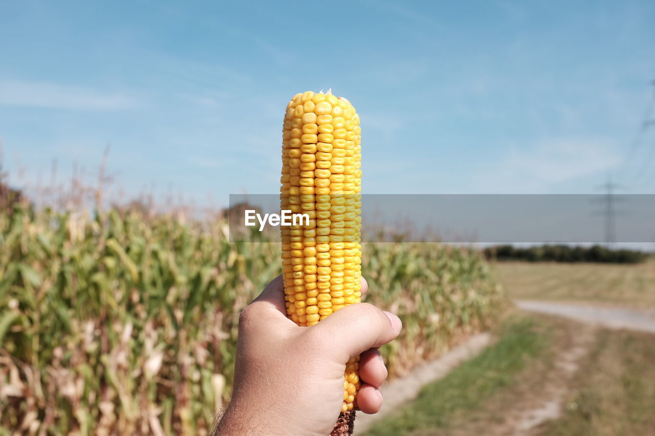 Cropped hand of man holding sweetcorn on field against sky