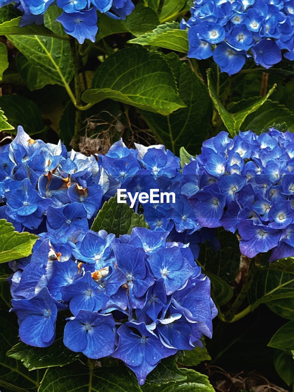 plant, flower, flowering plant, blue, beauty in nature, growth, freshness, leaf, plant part, nature, purple, fragility, close-up, petal, inflorescence, hydrangea, flower head, no people, day, high angle view, outdoors, botany, springtime