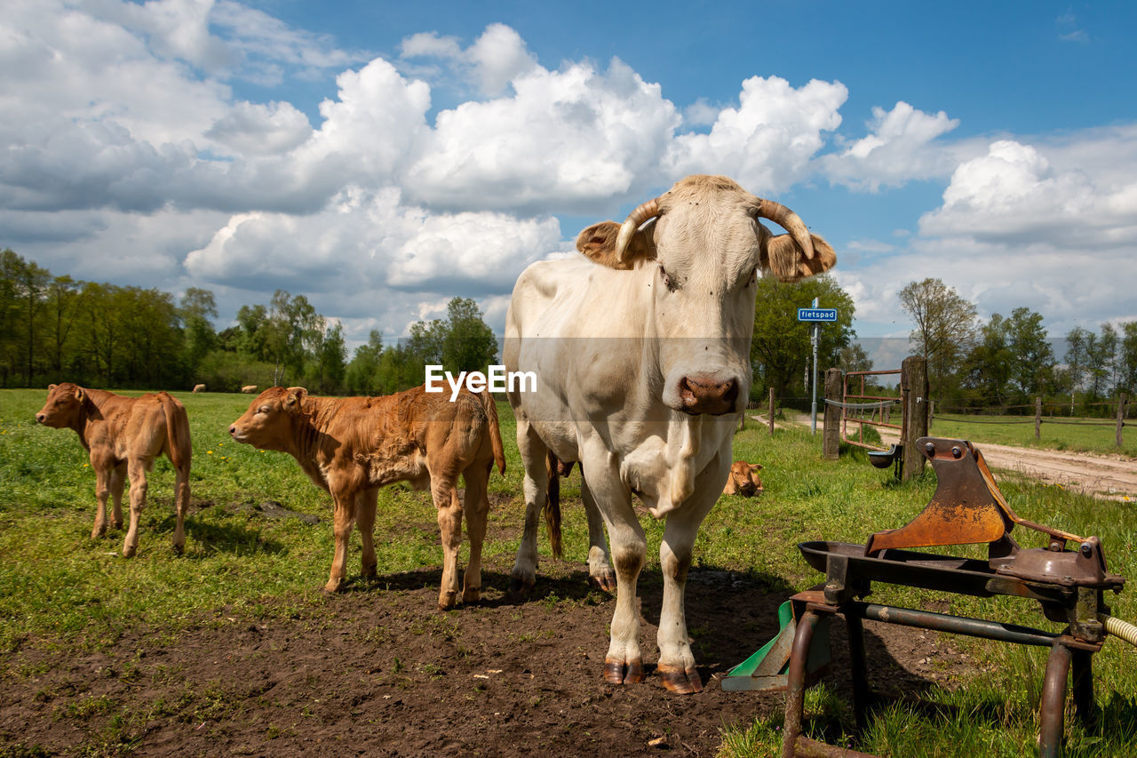 Blonde aquitaine cows with calves grazing in the grassland in the twente province of overijssel