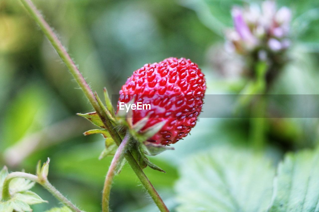 Close-up of raspberry