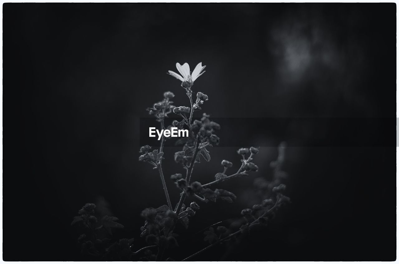 VIEW OF FLOWERS IN THE DARK