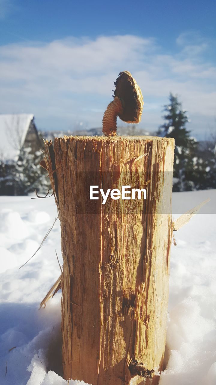 CLOSE-UP OF TREE STUMP ON SNOW