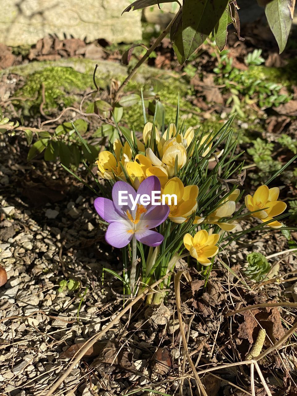 CLOSE-UP OF PURPLE CROCUS FLOWERS