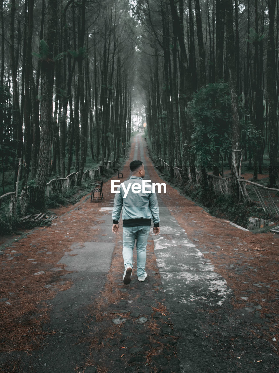 Rear view of man walking in forest